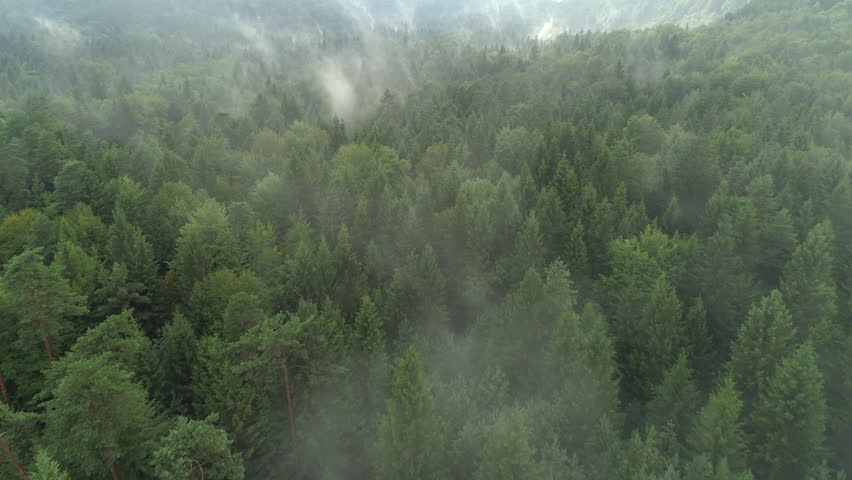 Foggy Morning in the Pine Forest image - Free stock photo - Public ...
