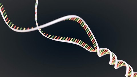 Animation Dna Replication Recombination Genetic Engineering Stock Footage  Video (100% Royalty-free) 31545802 | Shutterstock