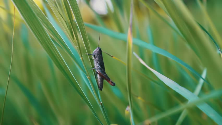 Zoom In, Closeup And Detail Of Cricket Insect Outdoor In Green Grass ...