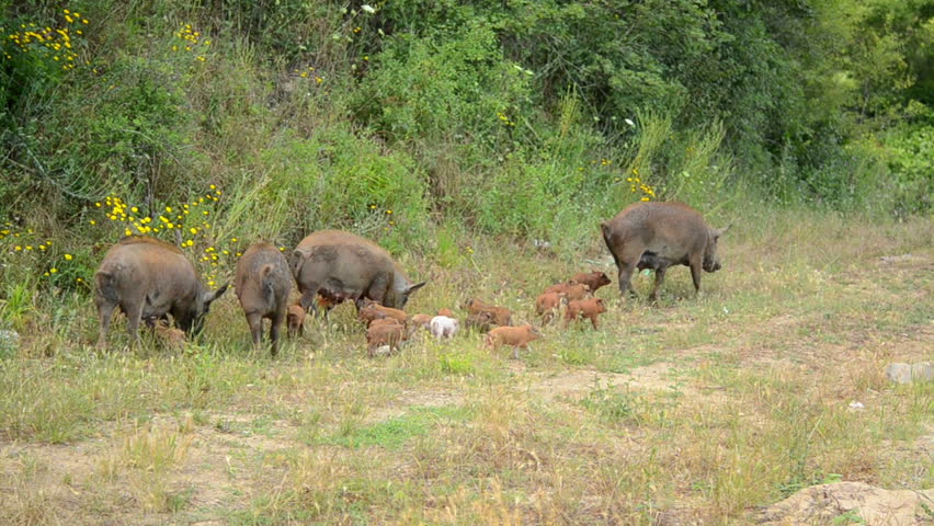 A Herd Of Wild Boars In Search Of Food, Animals In The Natural ... Biology Diagrams