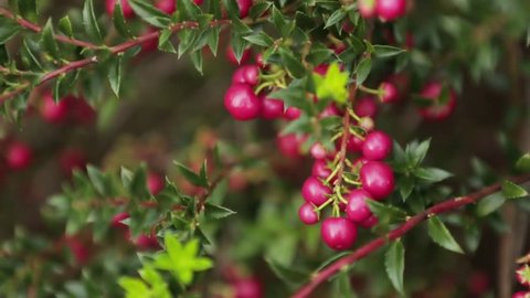 Bell Shaped Flowers Stock Video Footage 4k And Hd Clips Autumn Fall Close Up Of Red And Green Bell S Seedling Evergreen Shrubs With Simple