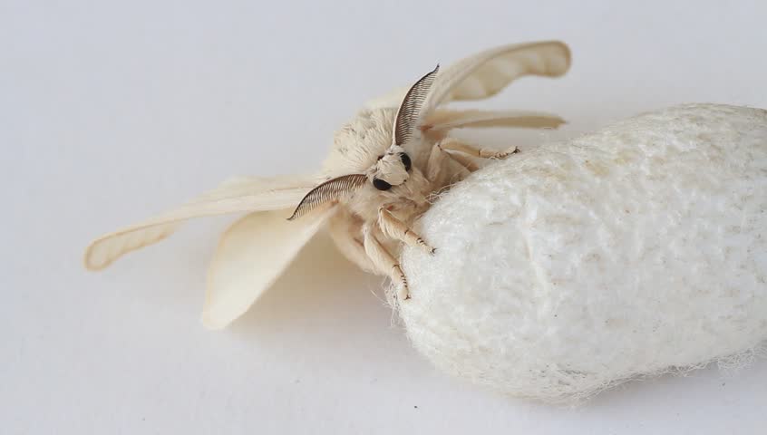 31+ Cocoon Moth Silkworm Cocoon Moth Silk Gif