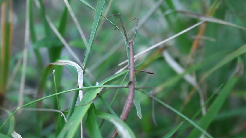 Header of mimicry