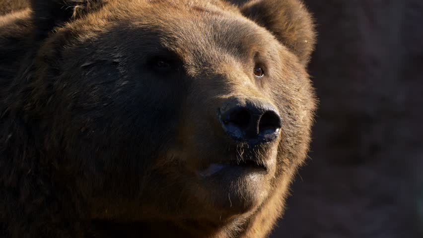 Header of Ursus arctos beringianus