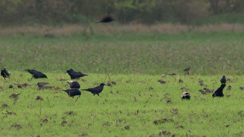 starling flock