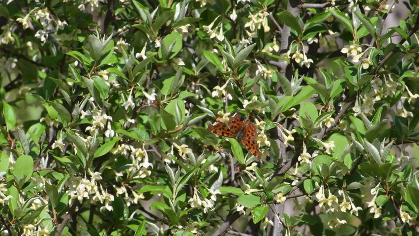 Header of silverberry