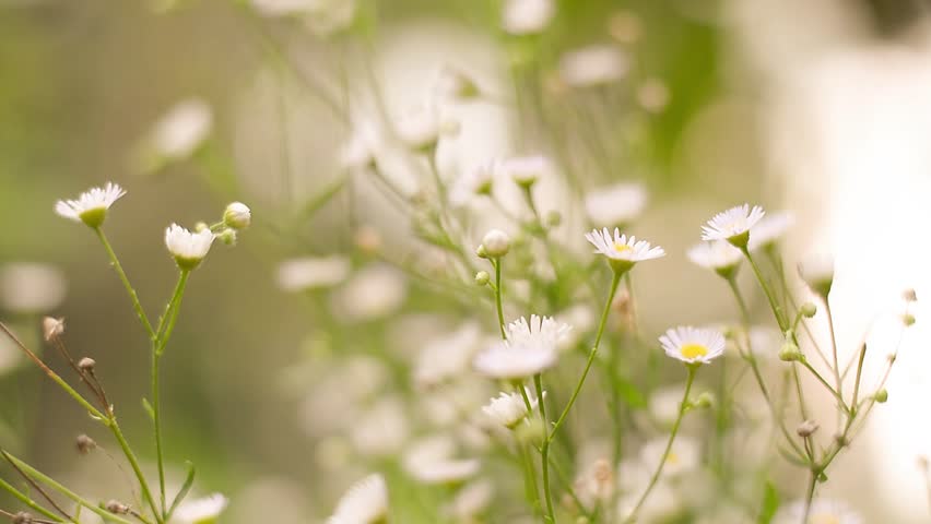 Header of gypsophila