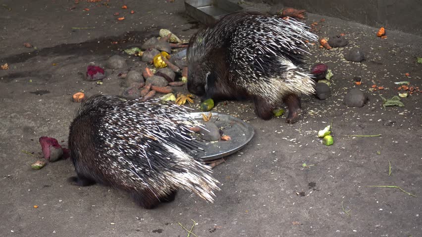 Crested Porcupine image Biology Diagrams