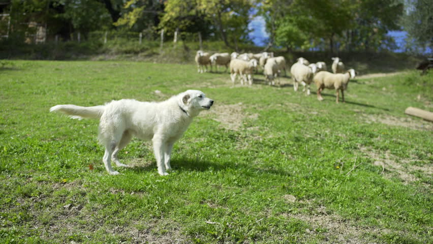 Audio Clips Of Dogs Barking Audio Clips Of Dogs Barking