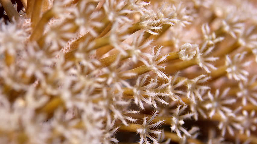 Header of Coral