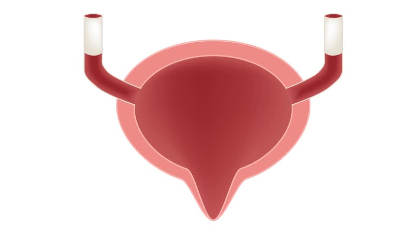 Header of bladder