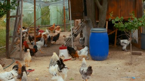 Chicken Coop Daylight Stock Video Footage 4k And Hd Video Clips