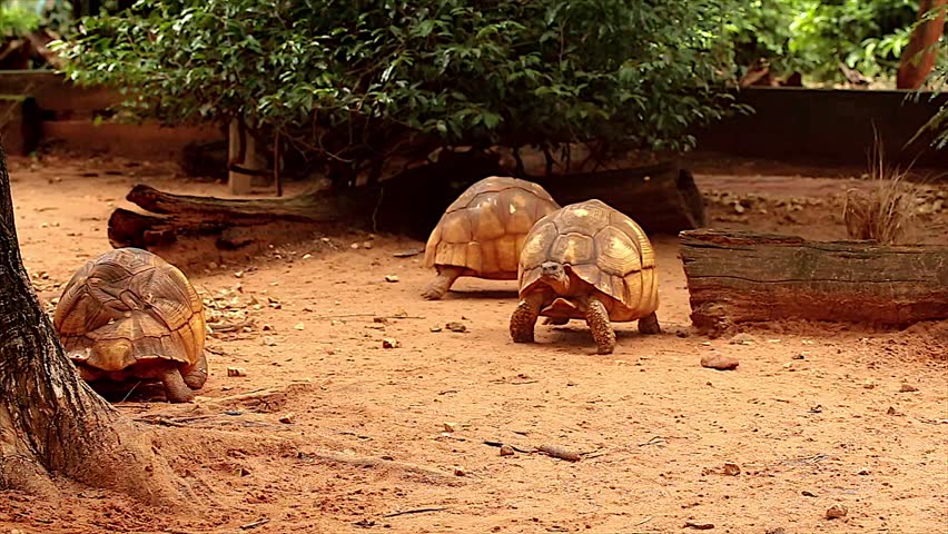 scaricare tema madagascar