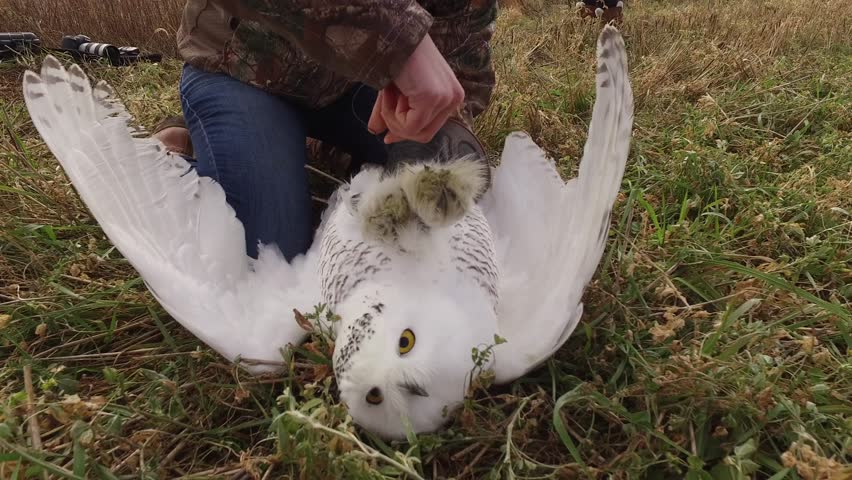 Snowy Owl Saved From Tangled Stock Footage Video 100