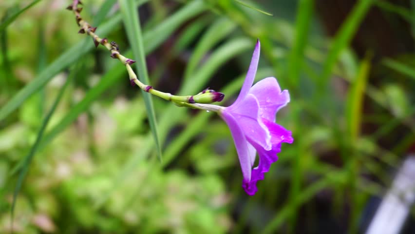 Wild Orchid Plants Stock Photography K40291785 Fotosearch