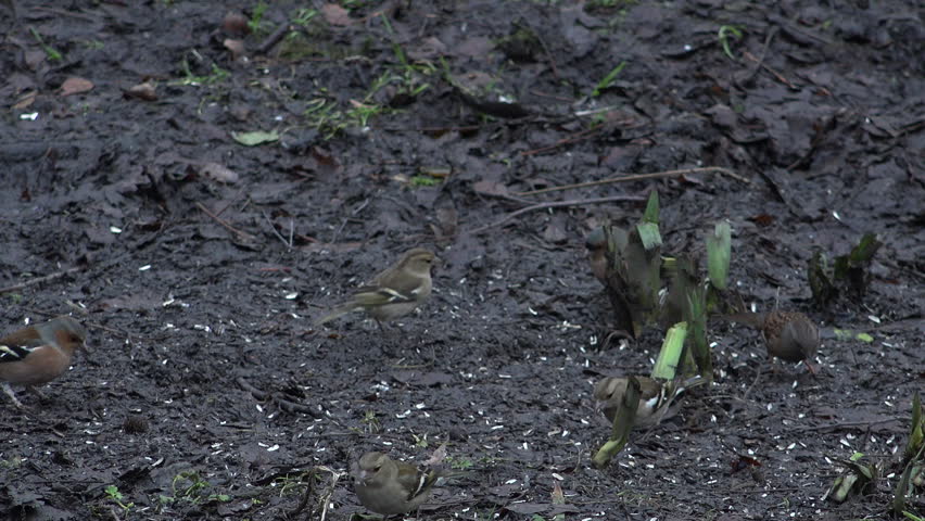 Header of accentor