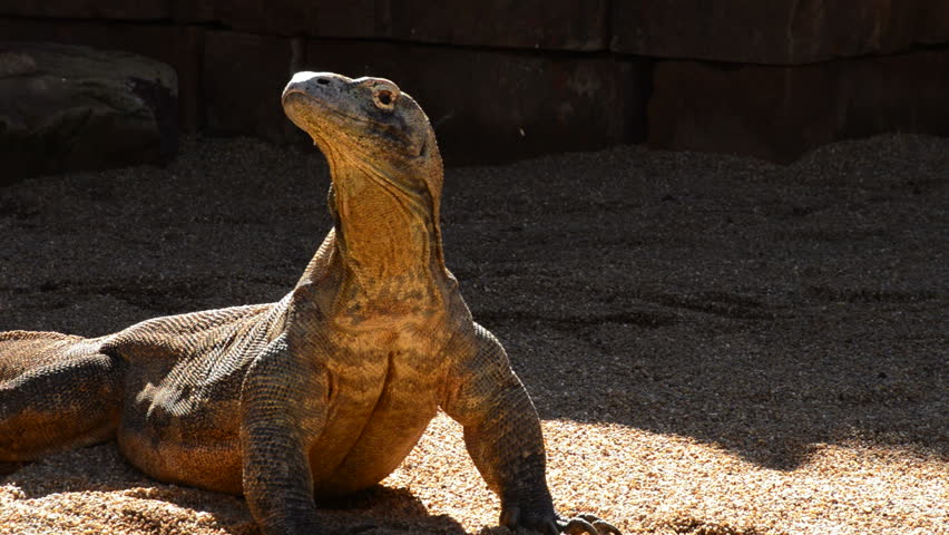 Komodo Dragon Stock Video Footage - 4K and HD Video Clips | Shutterstock