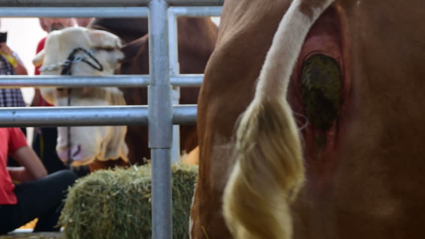 cow poo Anonymously send a package of poop to your friends or enemies the ultimate gag gift sweet revenge at its finest. cow poo Anonymously send a package of poop to your friends or enemies the ultimate gag gift sweet revenge at its finest.