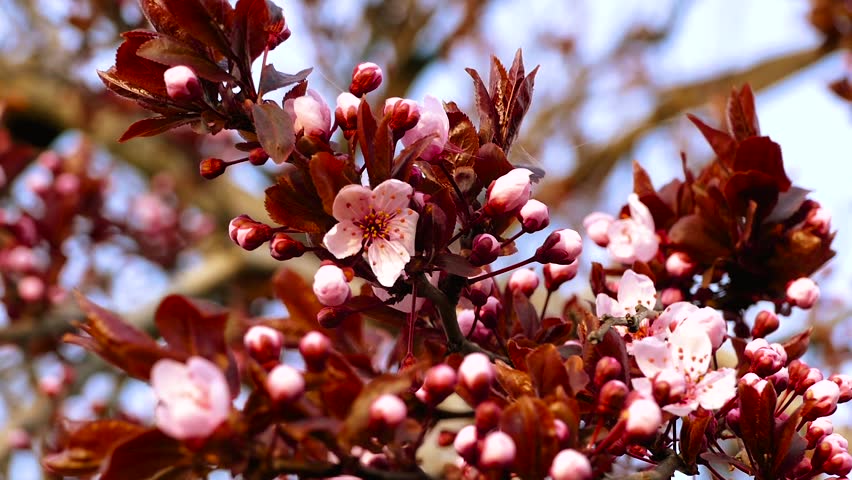 Flowering Tree with Pink White Stock Footage Video (100% ...