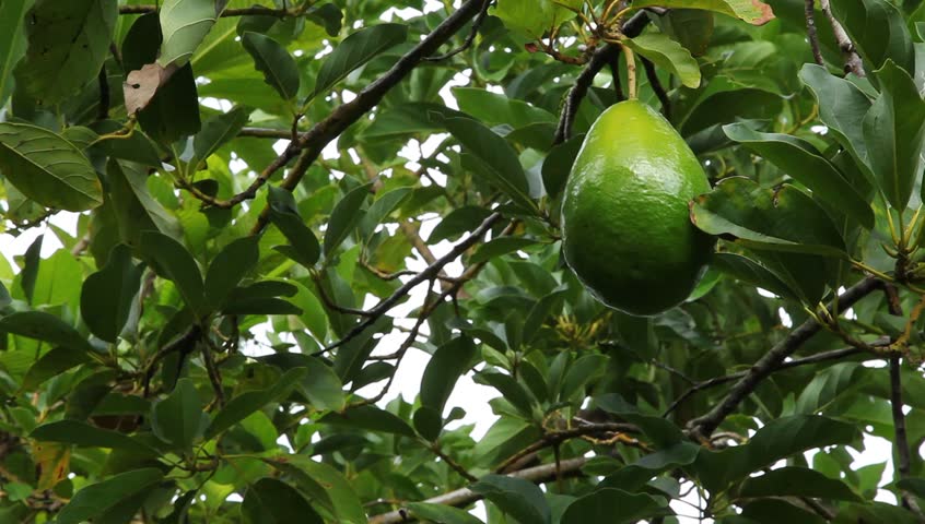 Avocados Growing In Florida Orchard Stock Footage Video 100 Avocados Growing In Florida Orchard Stock Footage Video 100 Royalty Free 3455462 Shutterstock
