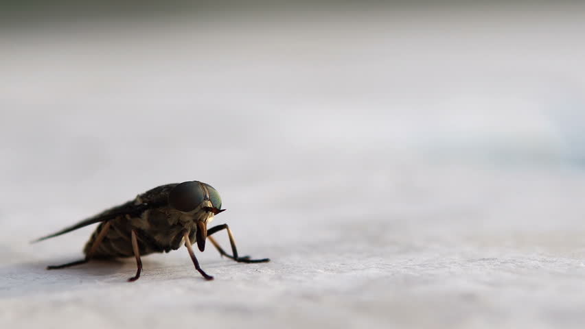 Header of tabanidae