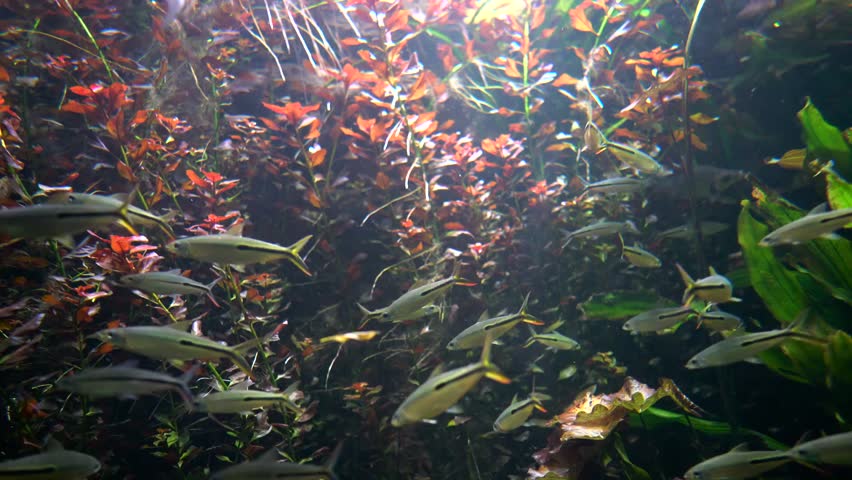 Header of tetra
