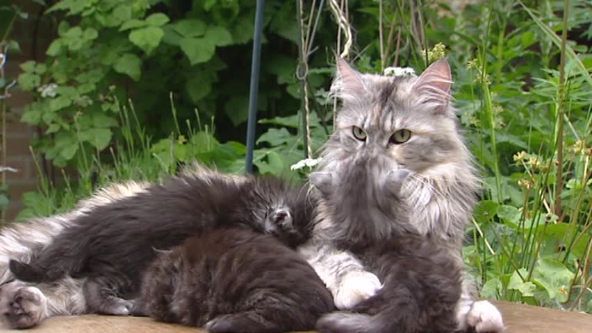 Maine Coon Nursing Kittens 3 Stock Footage Video 100 Royalty
