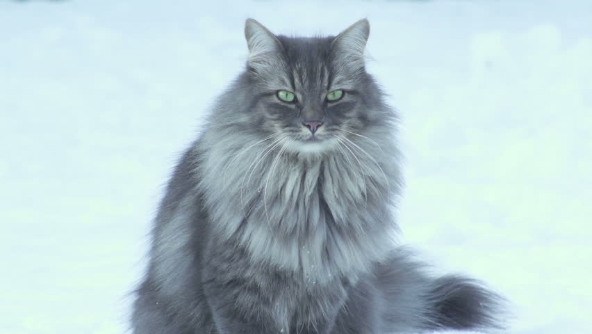 Beautiful Grey Cat With Deep Green Eyes Looking Directly