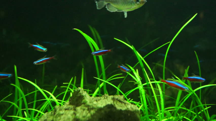 cardinal tetra aquarium 4k