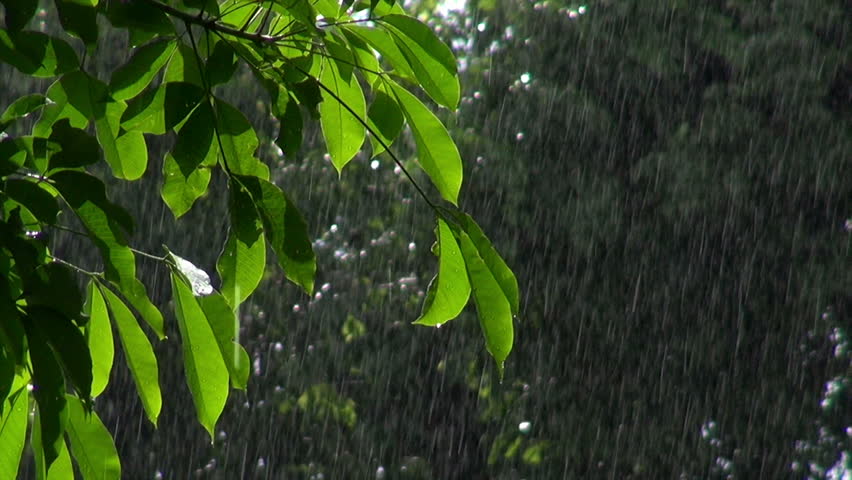 Rain Falling In Cloudforest On The Western Slopes Of The Andes, Ecuador ...