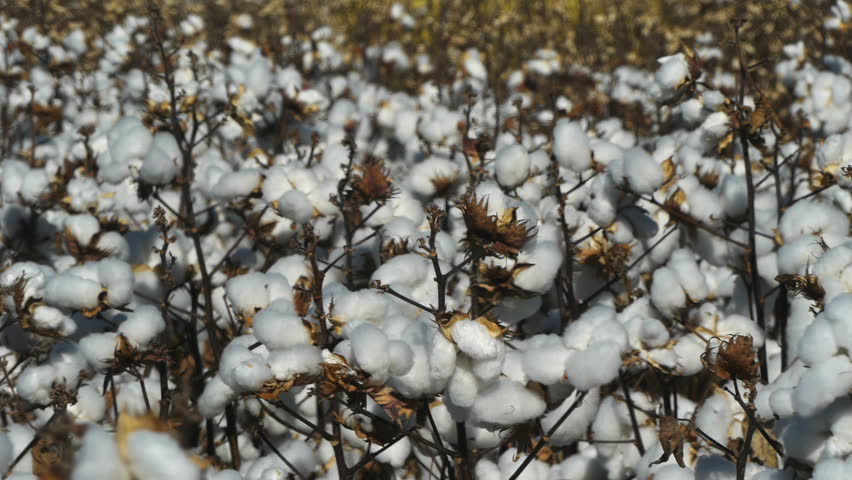 Stock video of cotton plants ready to be harvested | 3948062 | Shutterstock