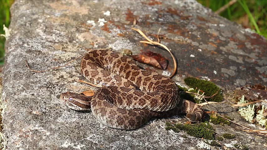 Massasauga Rattlesnake Rattles And Flicks Tongue In Canada. This Is A ...