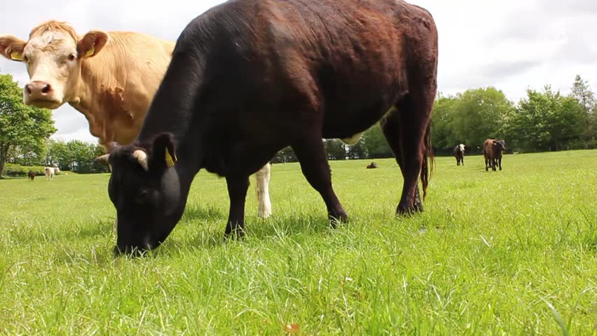 Cow Eat Grass Stock Footage Video 750274 | Shutterstock