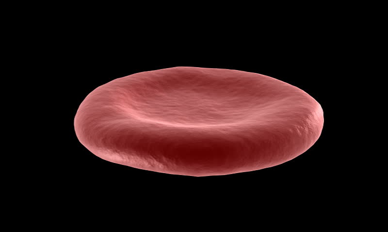 Red Blood Cells (erythrocytes) Platelets (thrombocytes) In Interior Of ...