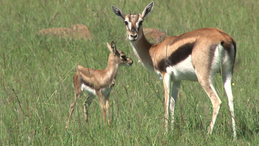 baby girl gazelles