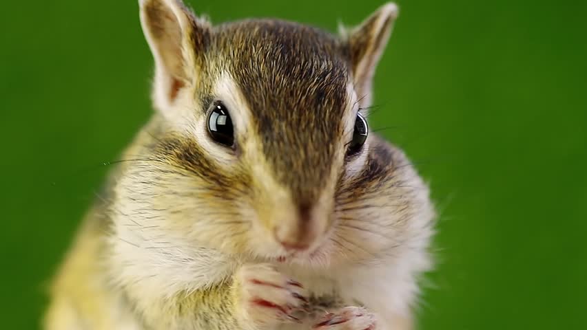 Header of chipmunk