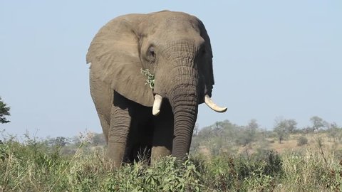 elephant flapping ears