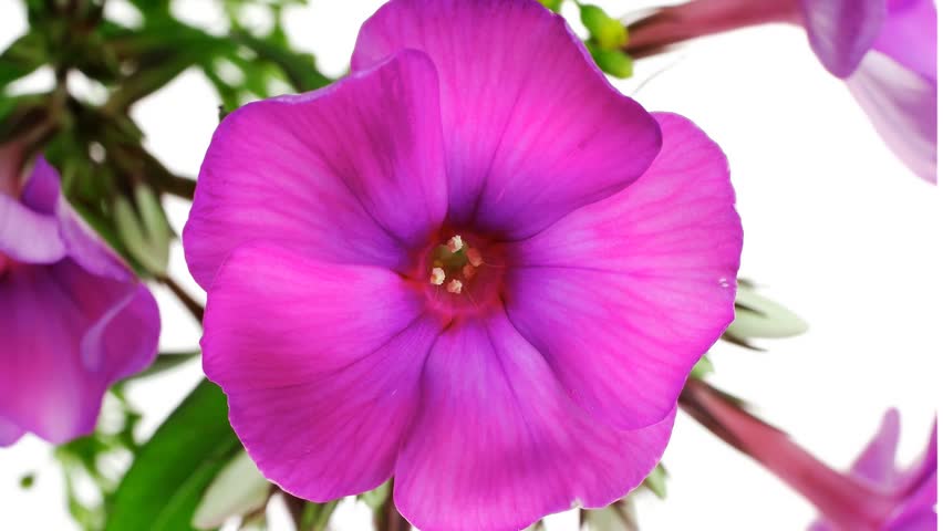 Large Pink Flower In The Mountain Forest Macro Shot Hdr Flowers Small Bouquet Of With Green Gr 1920x1080 Intro Motion Slow Hidef Hd