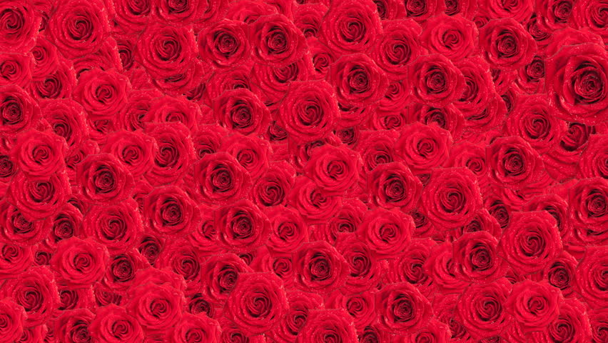 Beautiful Roses Wallpaper. Animated Background. Stock Footage Video