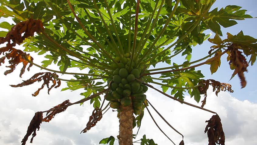 Header of pawpaw