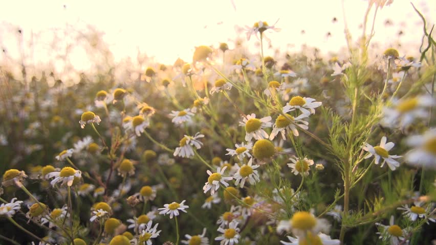 Header of herbal
