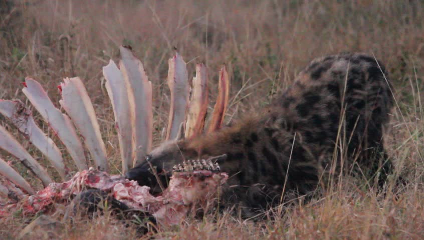 wild dogs eating prey alive