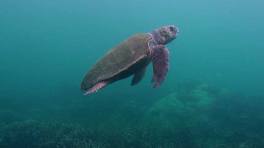 Stock Video Clip of big female loggerhead turtle swimming along ...