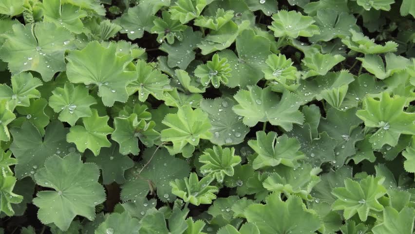 Header of Alchemilla mollis