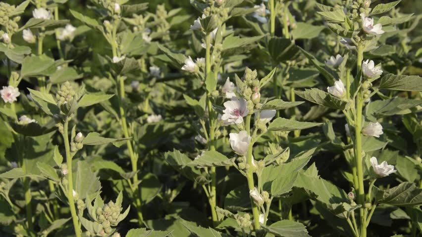Header of Althaea officinalis