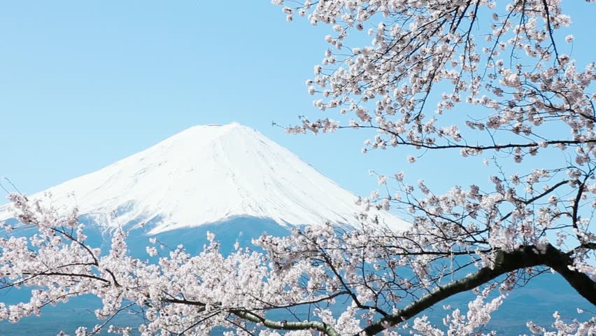 Mt. Fuji with Cherry Blossom Stock Footage Video (100% Royalty-free ...