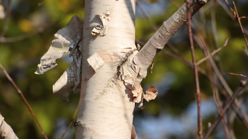 Header of Betula utilis