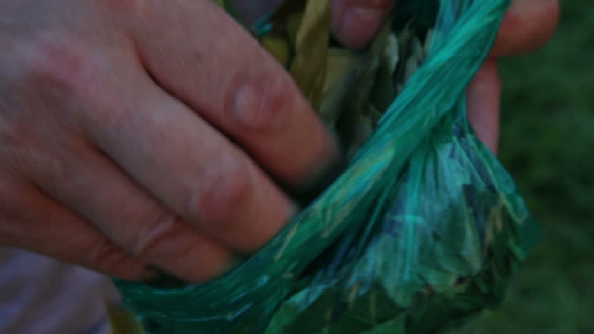 Header of coca