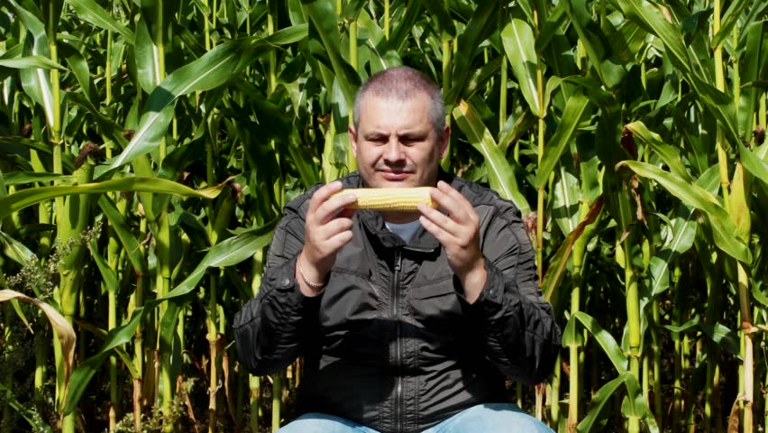 охранник кукурузы. фермер с кукурузой. кукурузный человек. поле кукурузы. кукурузу охраняем.