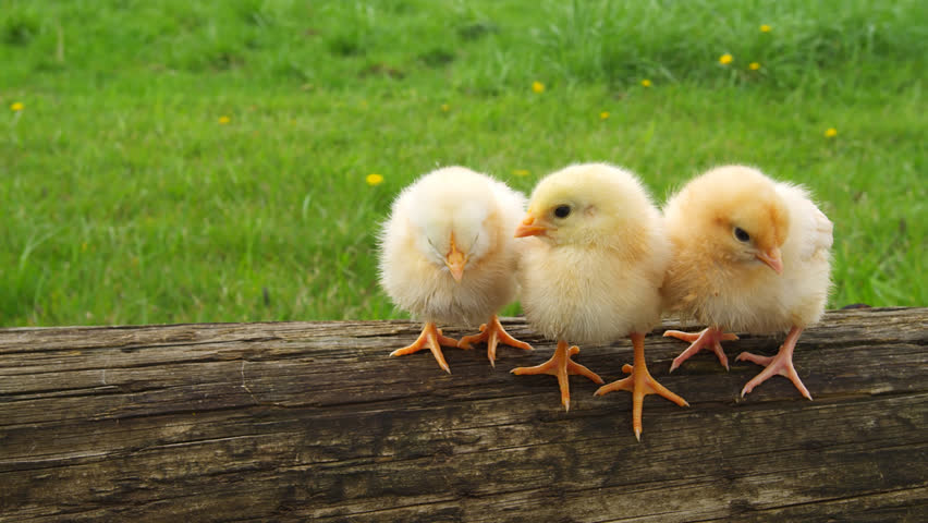 Three Chicks On a Log Stock Footage Video (100% Royalty-free) 4545992 ...